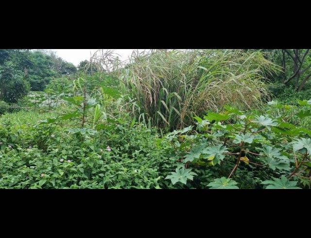 3,699M² VACANT LAND FOR SALE IN AVOCA